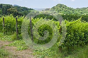 View of grape vineyards during summer, in the late morning