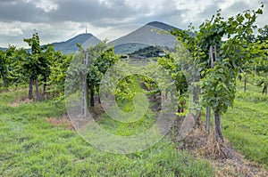 View of grape vineyards during summer, in the late morning, before a storm