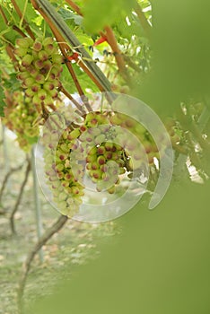 View of grapes plantation with blur leaf prospect