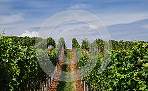 View into grapeyard in summer