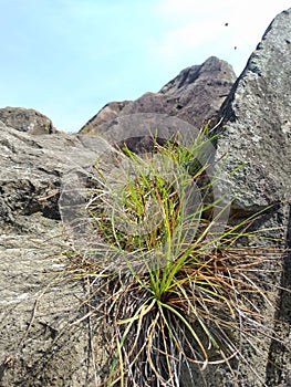 a view of grass live on stone