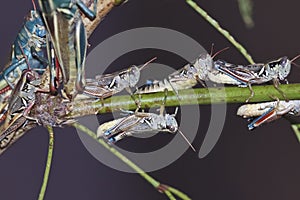 A View of Grasshoppers on a Branch