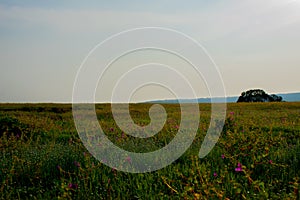 View of a grassland at a plateau in India