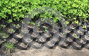 View of grassy cover and sandy slope reinforced with geomaterial in the form of lattice