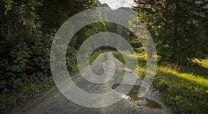 View on a gravelroad in an alpine landscape, with pine trees on both sides of the road photo