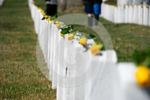 View of gravestones with yellow roses on top of each at Arlington National Cemetery