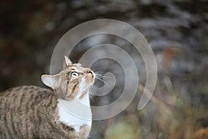 View of a gray cat attracted by a noise near a stream