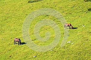 view of grazing horses on a lush fresh alpine meadow