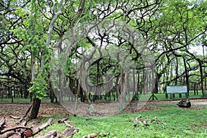 View of the great banyan tree inside Acharya Jagadish Chandra Bose Indian Botanic Garden, Shibpur