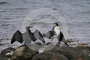 View of a great black-backed gull and great cormorant birds sitting on wet rocks in the water