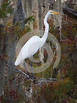 Great egret standing on a cypress tree in Lake Martin photo