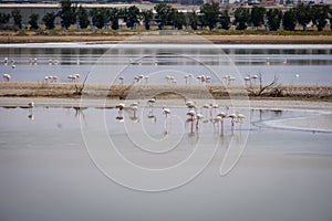 View of Great Flamingos at Al Wathba Wetland Reserve. Abu Dhabi, UAE