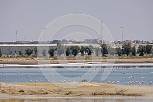 View of Great Flamingos at Al Wathba Wetland Reserve. Abu Dhabi, UAE