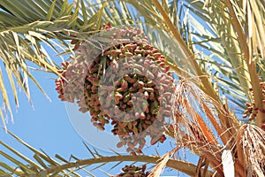 View on great unripe date fruits clumps on date palm tree Phoenix dactylifera and around is many of branches with green leaves