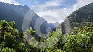 View on green alpine valley with massive mountains and foliage in foreground, Slovakia, Europe