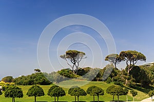 View of the green area of the hotel trees figuratively trimmed, blue sky