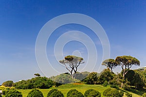 View of the green area of the hotel trees figuratively trimmed, blue sky