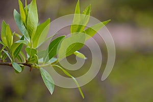View of the green branch of the bush in the park in the spring