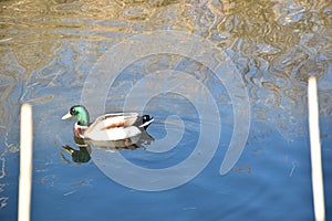 View of a green brown and yellow duck in the lake