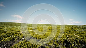 View of green bushland in Western Australia