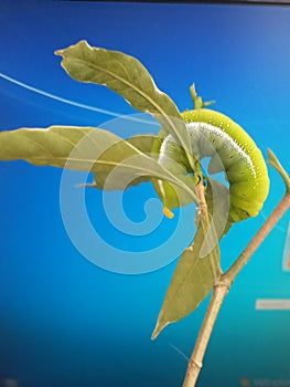 view of a green caterpillar or leaf caterpillar, preparing to pupate