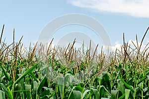 View of green corn growing on field against blue sky. Agricultural plantation. Rural background.