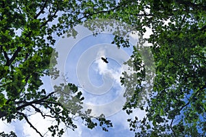 View through green deciduous trees up into the blue sky with white clouds and a raven bird in flight with prey in its beak