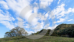 View of green dwarf plants and tree in the japanese garden with