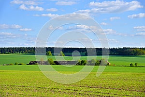 View of a green field in the countryside against a blue sky with clouds. Agriculture and farming concept