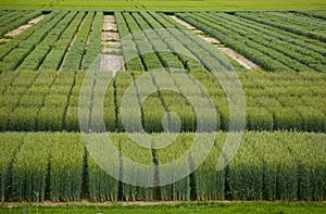 View of the green field of grain.