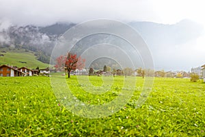 View of green field with red tree in autumn fog Switzerland mist