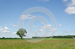 View of green field and tree blue sky background