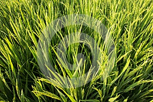 A view of green fields of rice.