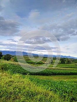 the view of the green fields of rice fields