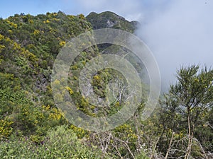 View of green foggy misty mountain landscape covered with yellow flowers and white dry trees at hiking trail PR12 to