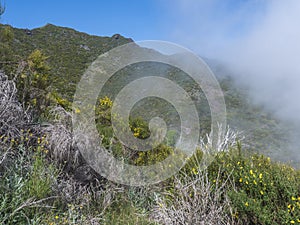 View of green foggy misty mountain landscape covered with yellow flowers and white dry trees at hiking trail PR12 to
