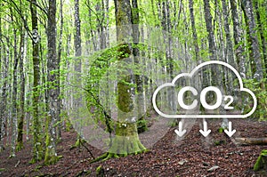 View of a green forest. Concept of CO2 reduction for the environment