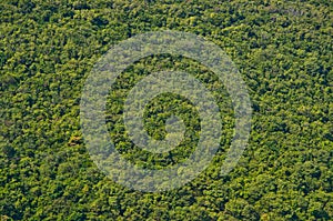 View of green forrest on mountainside