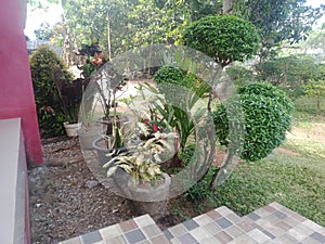 The view of the green front garden of the house with ornamental plants