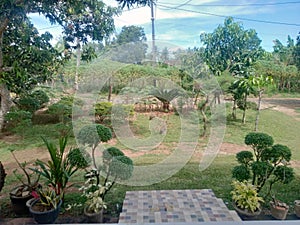 The view of the green front garden of the house with ornamental plants