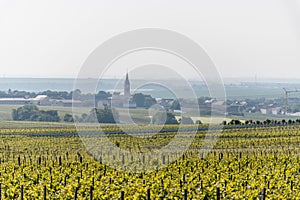 View on green grand cru champagne vineyards near village Bouzy, Montagne de Reims subregion, Champange, France photo