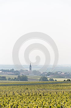 View on green grand cru champagne vineyards near village Bouzy, Montagne de Reims subregion, Champange, France photo