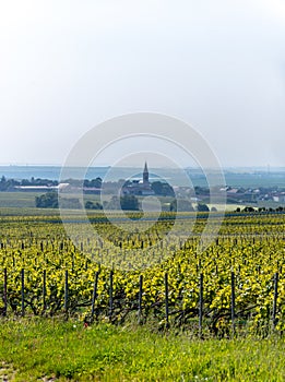 View on green grand cru champagne vineyards near village Bouzy, Montagne de Reims subregion, Champange, France