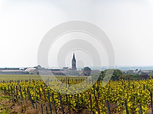 View on green grand cru champagne vineyards near village Bouzy, Montagne de Reims subregion, Champange, France photo