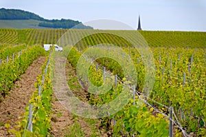 View on green grand cru champagne vineyards near villages Avize and Oger, CÃ´te des Blancs area, Champange, France