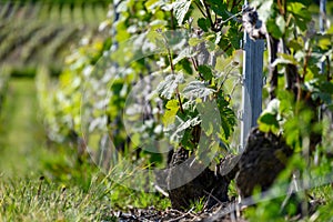 View on green grape leaves premier cru champagne vineyards in village Hautvillers near Epernay, spring in Champange, France