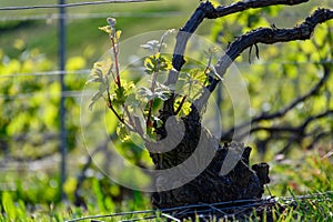 View on green grape leaves premier cru champagne vineyards in village Hautvillers near Epernay, spring in Champange, France