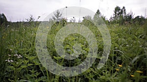 View among green grasses on cloudy sky background. Stock footage. Lush and wild vegetation of green grasses with drops