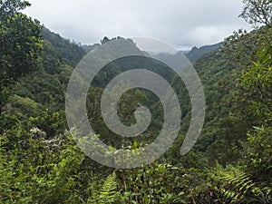 View of green hills, mountain landscape with dense tropical forest plants and vegetation at levada Caldeirao Verde and photo