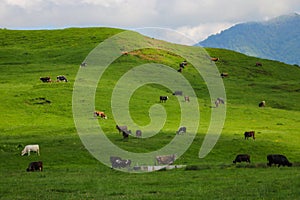 View of the green hills and mountainsides. A clear sunny day. On the slopes in the distance sheep and cows graze. Selective focus